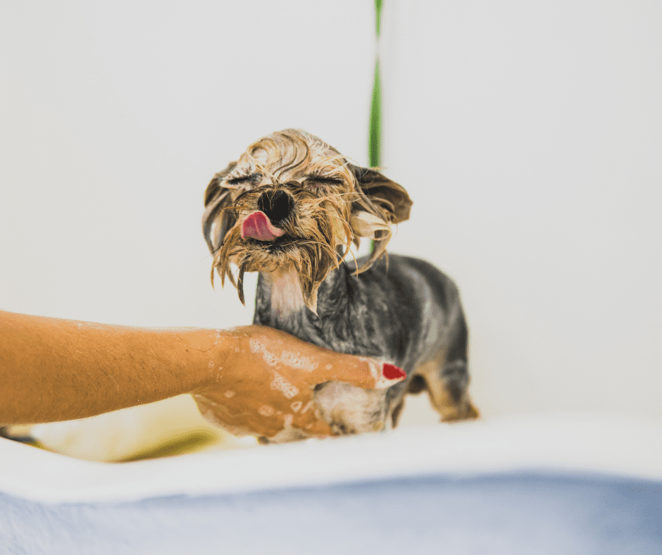 Pet Dog Washing Pet Friendly Apartements Pet Dog Washing Pet Friendly Apartements